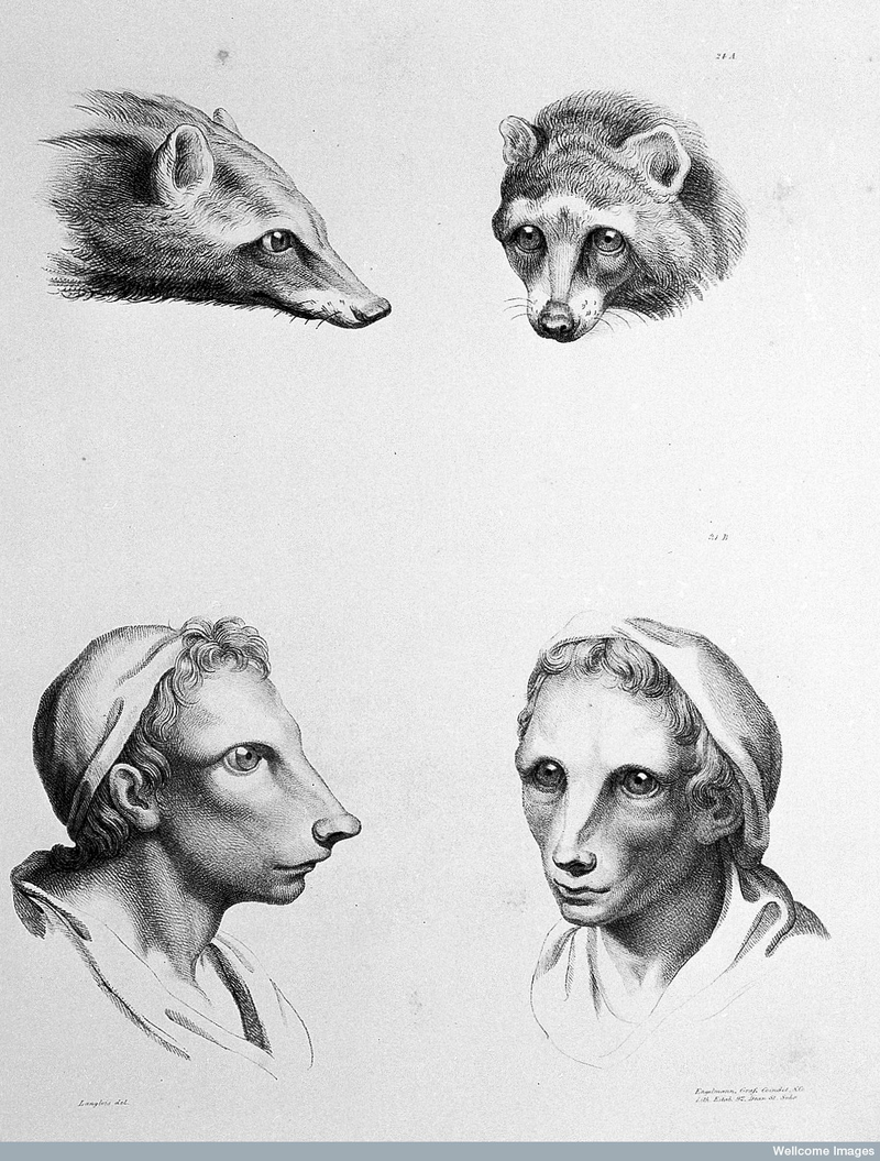 Illustration for article titled Baroque-Era Drawings Reveal Early Ideas About Evolution